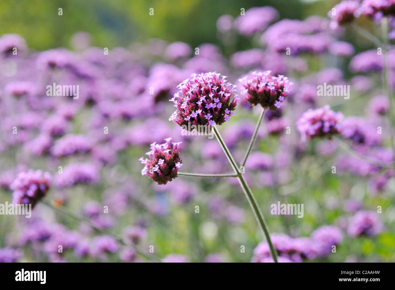 Purpletop verveine (Verbena bonariensis) Banque D'Images