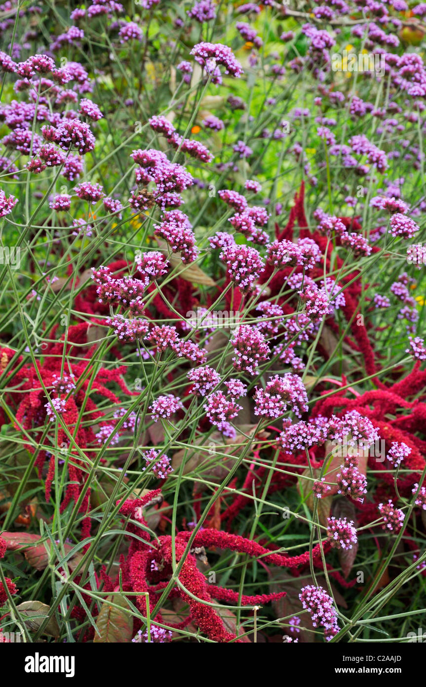 Purpletop verveine (Verbena bonariensis) et d'Amarante rouge (Amaranthus cruentus) Banque D'Images