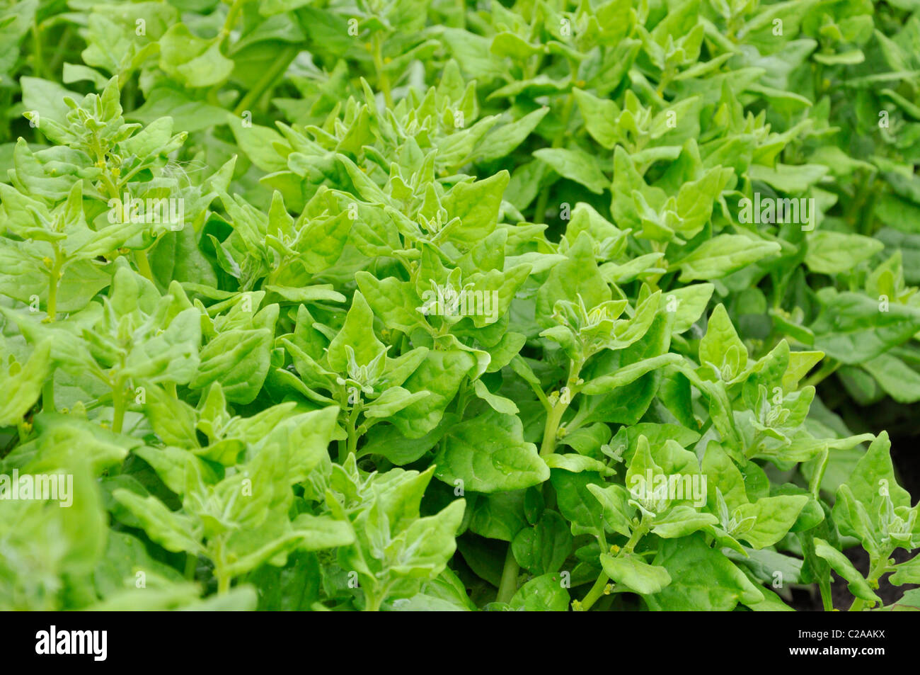 Les épinards de Nouvelle-Zélande (tetragonia tetragonioides) Banque D'Images