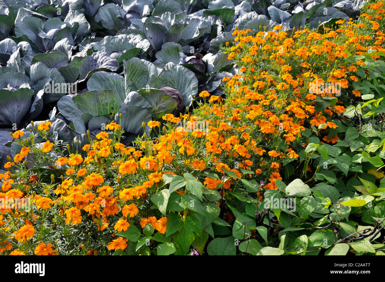 Chou rouge (Brassica oleracea var. Capitata F. rubra), marigot français (Tagetes patula 'Sunburst Orange') et haricot vert (Phaseolus vulgaris) Banque D'Images