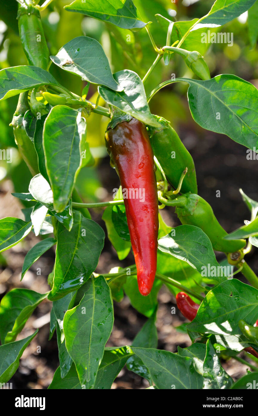 Le piment (Capsicum annuum 'cayenne') Banque D'Images