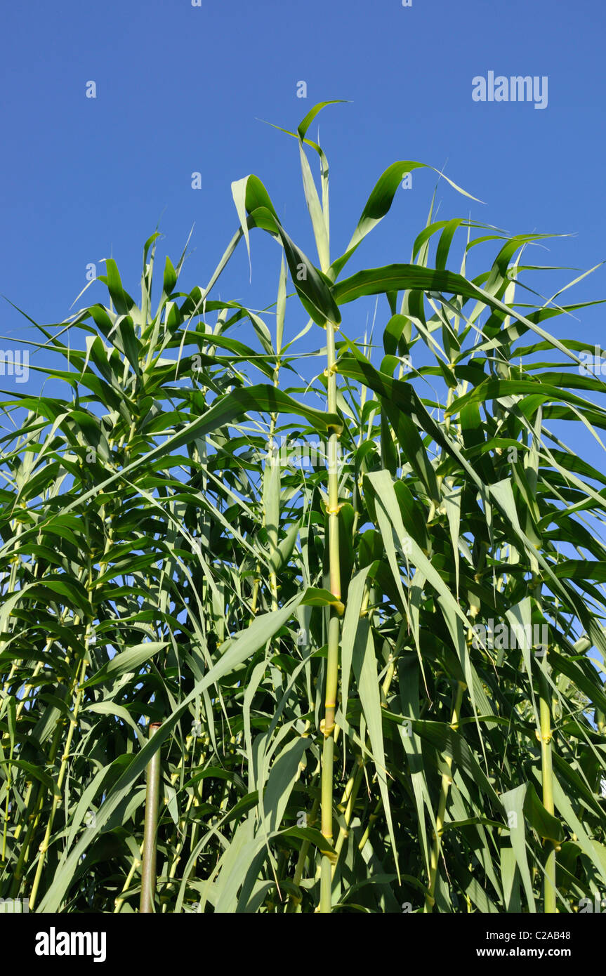 Giant reed (Arundo donax) Banque D'Images