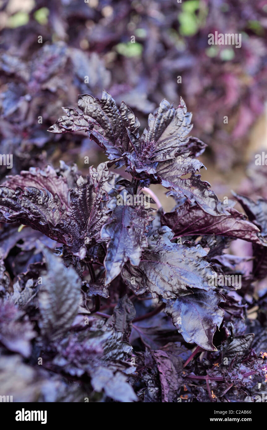 Basilic (Ocimum basilicum 'purple ruffles') Banque D'Images