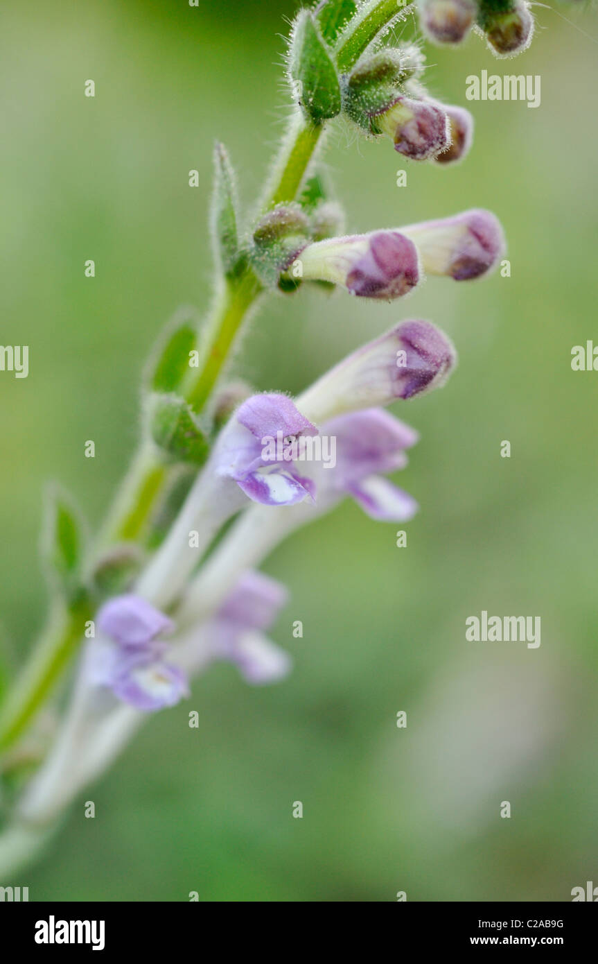 Tall la scutellaire (Scutellaria altissima) Banque D'Images