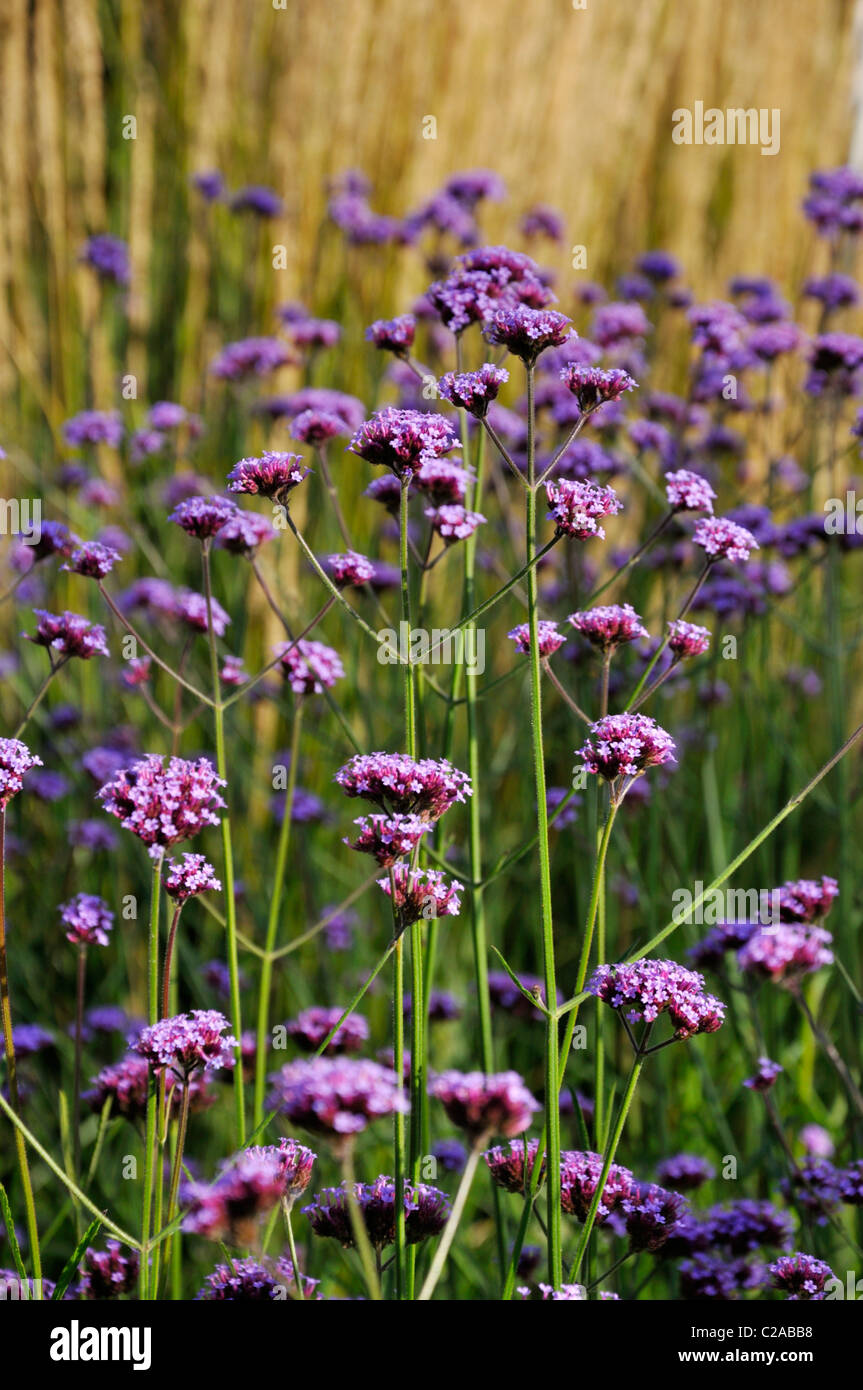 Purpletop verveine (Verbena bonariensis) Banque D'Images