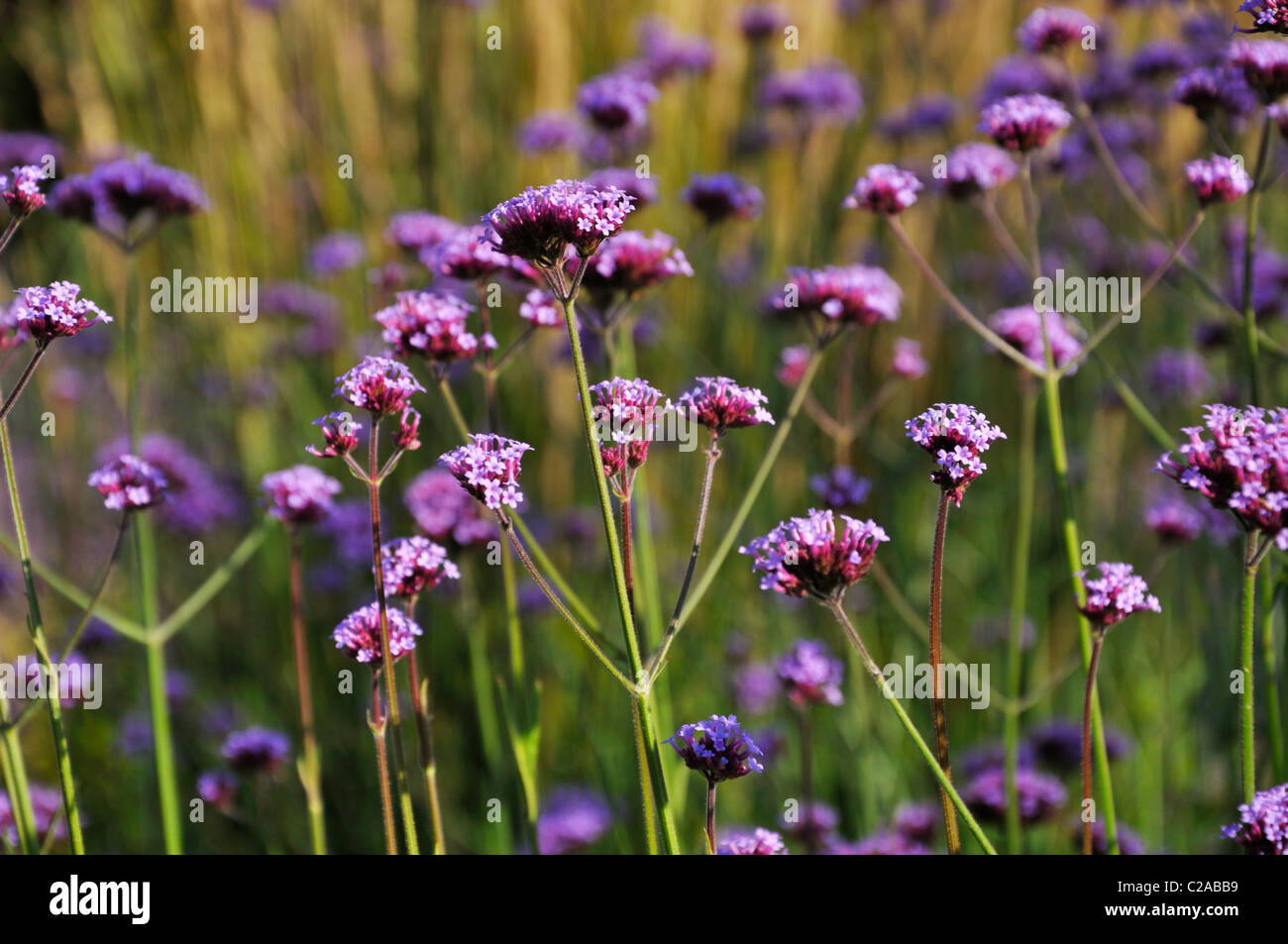Purpletop verveine (Verbena bonariensis) Banque D'Images