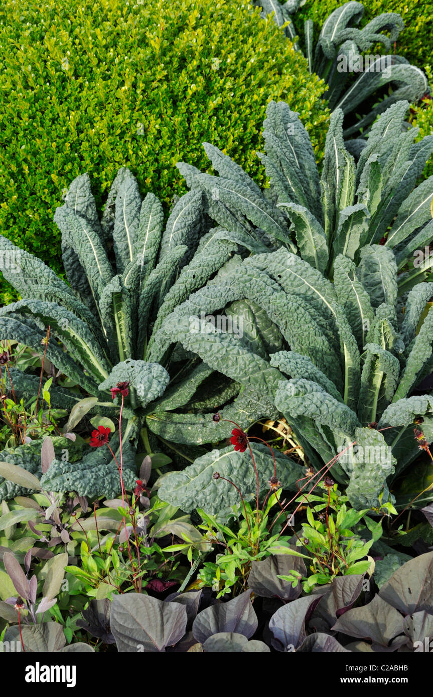 Le buis (Buxus), la floraison chou (Brassica oleracea) et chocolat cosmos (Cosmos atrosanguineus) Banque D'Images