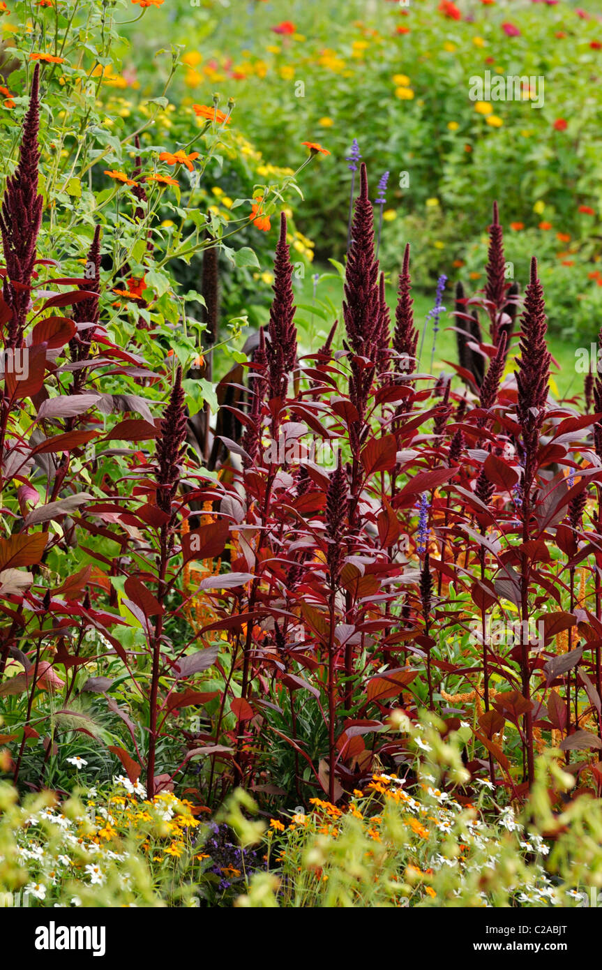 L'amarante (Amaranthus) Banque D'Images