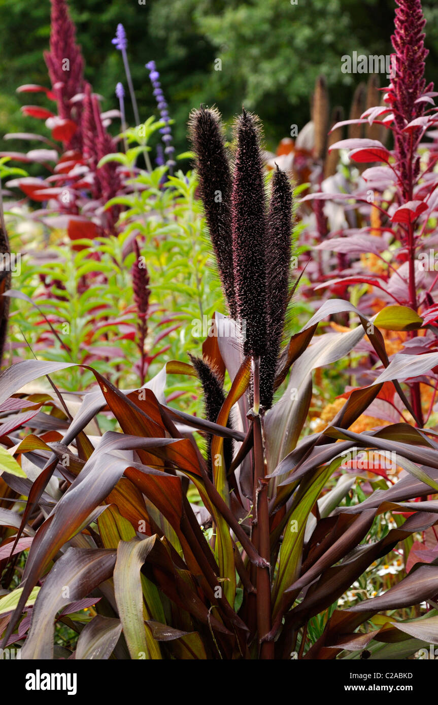 Perl le millet perlé (Pennisetum glaucum 'purple majesty' syn. Pennisetum americanum 'purple majesty') Banque D'Images