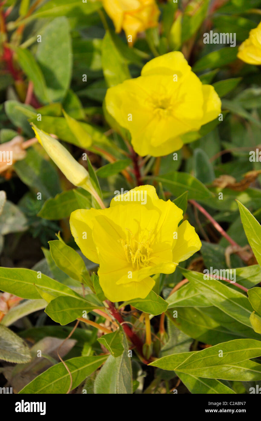 Missouri l'onagre (Oenothera macrocarpa syn. oenothera missouriensis) Banque D'Images