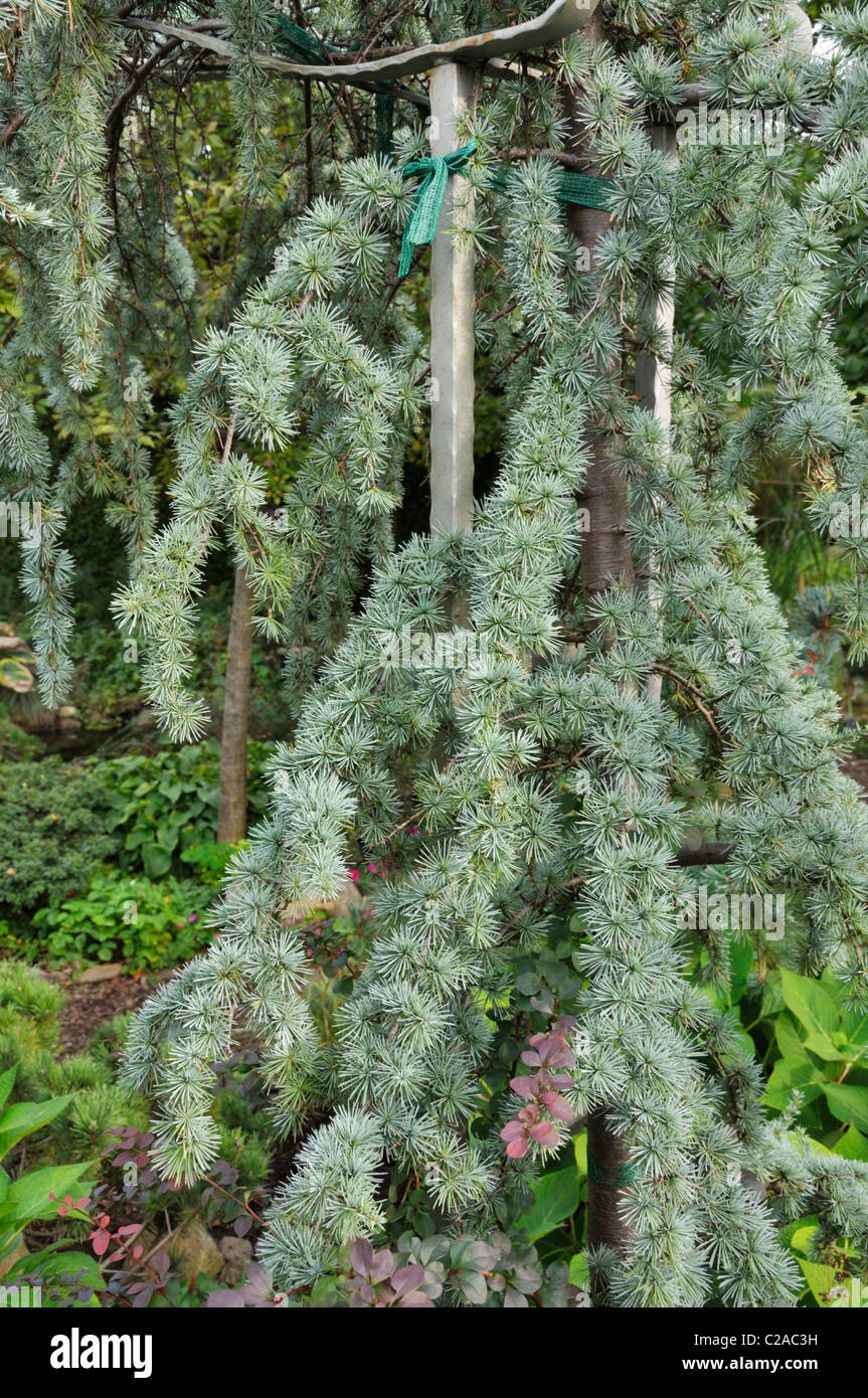 Des pleurs cèdre de l'Himalaya (Cedrus deodara 'pendula') Banque D'Images