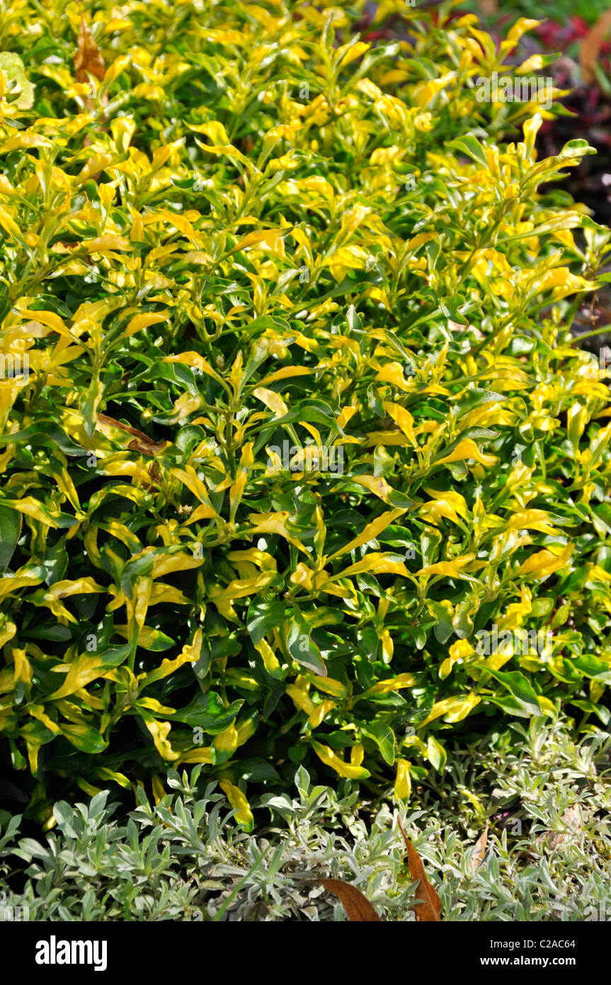 Parrot (feuilles alternantheras bettzickiana 'green yellow') Banque D'Images