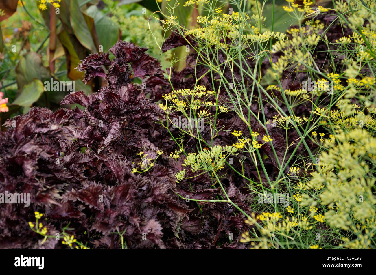 Le fenouil (Foeniculum vulgare) et plante beefsteak (Perilla frutescens var. nankinensis) Banque D'Images