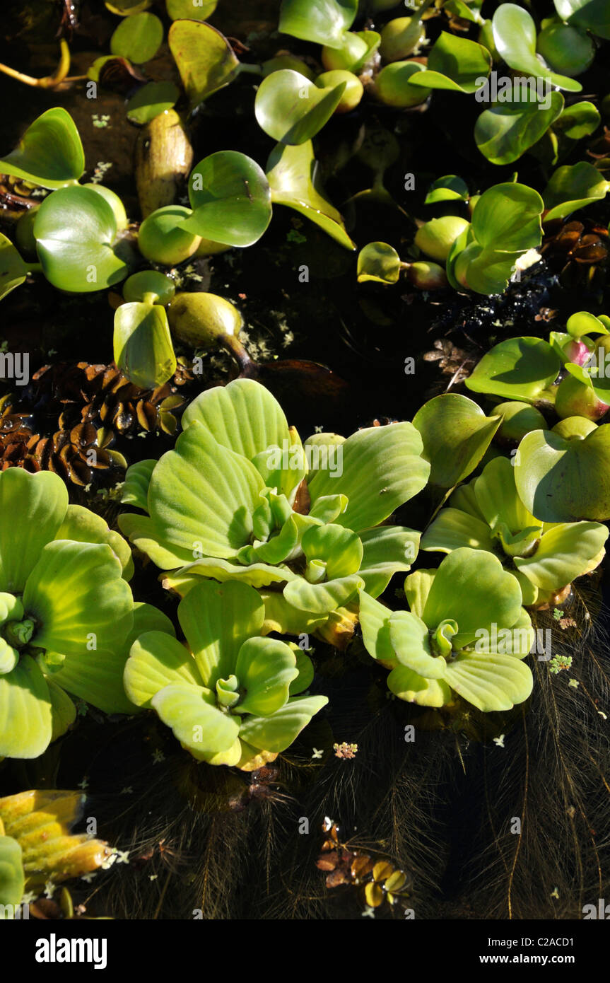 La laitue d'eau (Pistia stratiotes) et jacinthe d'eau (Eichhornia crassipes) Banque D'Images