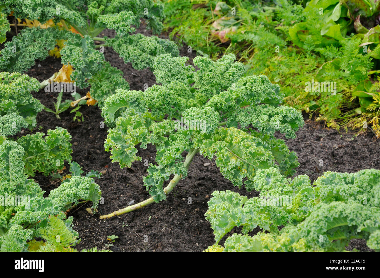 Chou (Brassica oleracea var. sabellica) Banque D'Images
