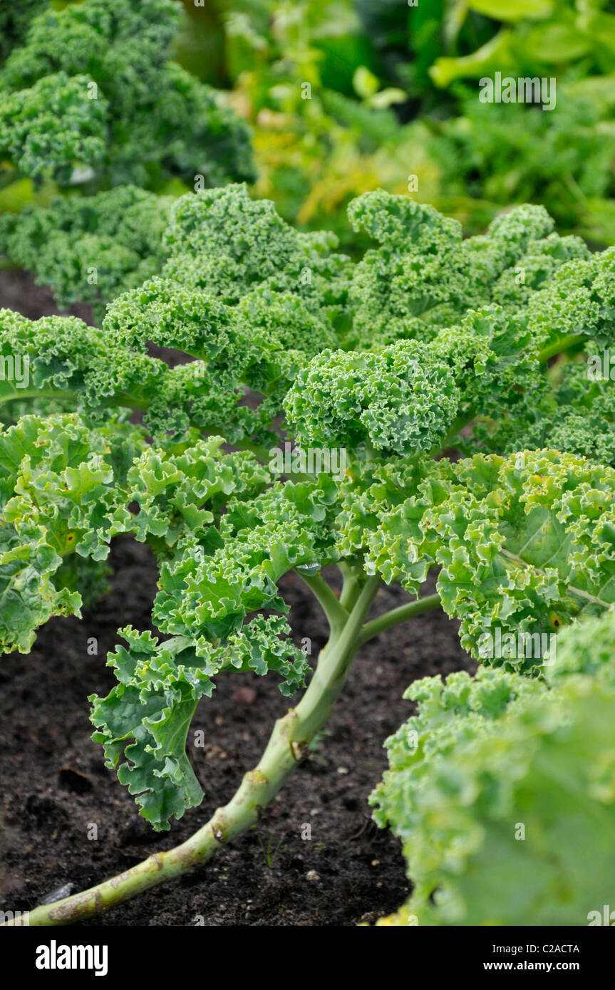 Chou (Brassica oleracea var. sabellica) Banque D'Images