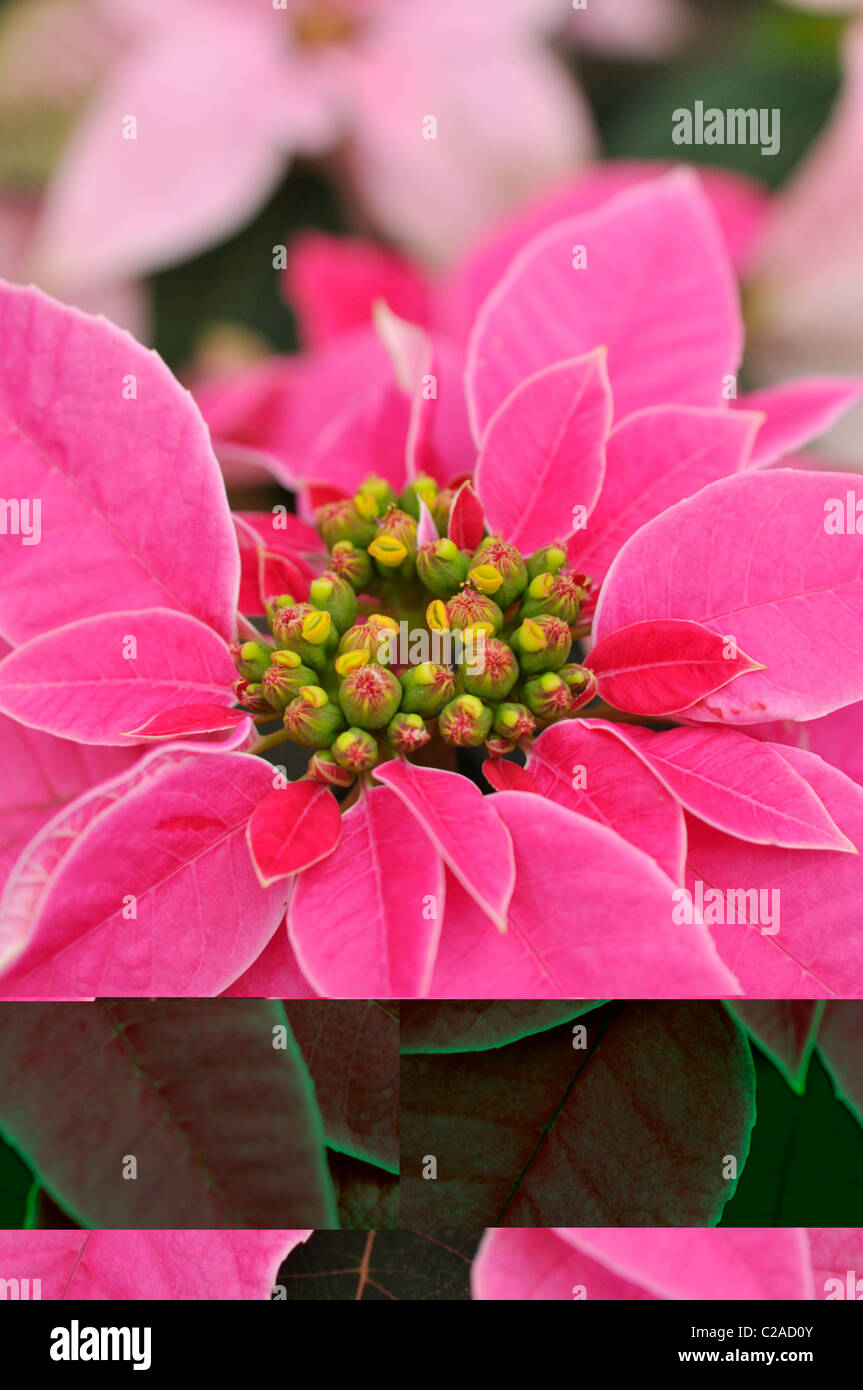 L'étoile de Noël (Euphorbia pulcherrima 'princettia Hot Pink') Banque D'Images
