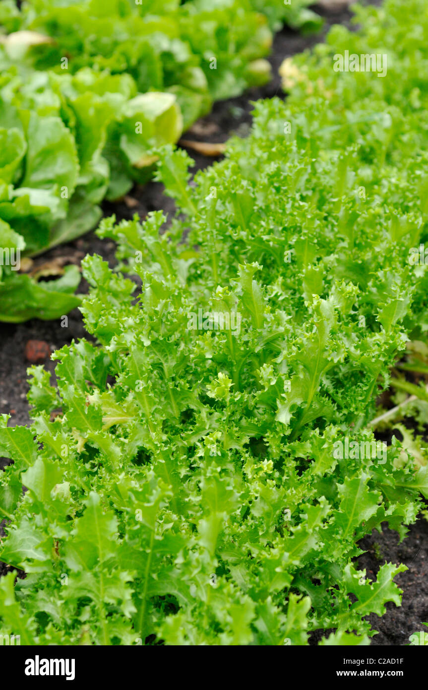 Batave la laitue (Lactuca sativa var. capitata 'Teide') Banque D'Images