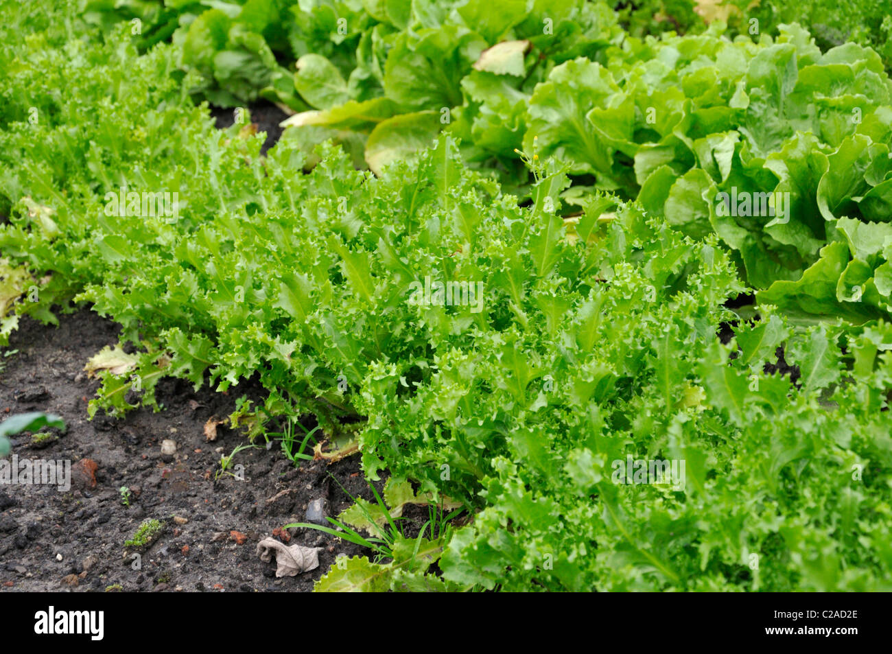 Batave la laitue (Lactuca sativa var. capitata 'Teide') Banque D'Images