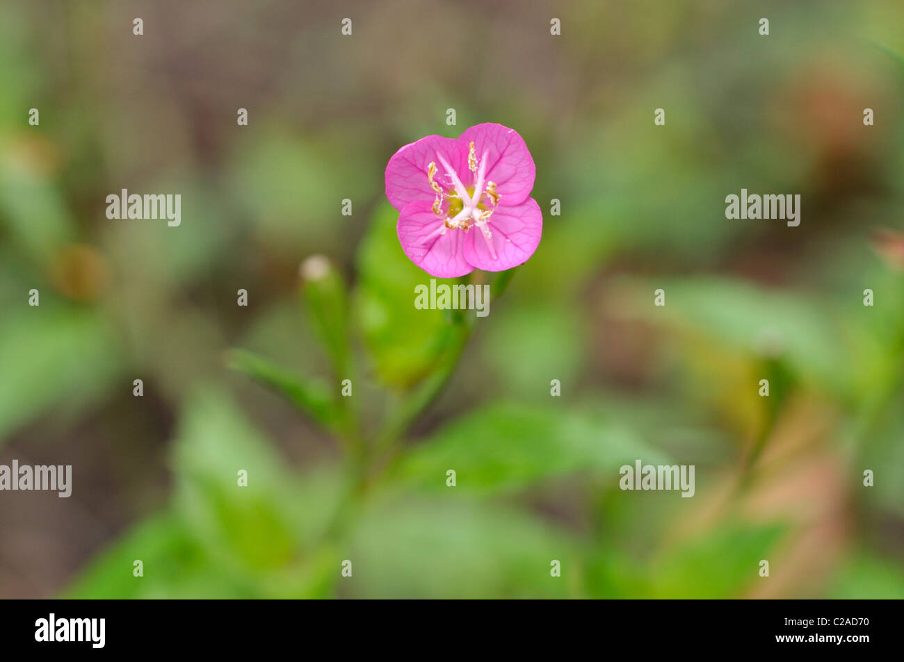 Pink onagre (Oenothera rosea) Banque D'Images