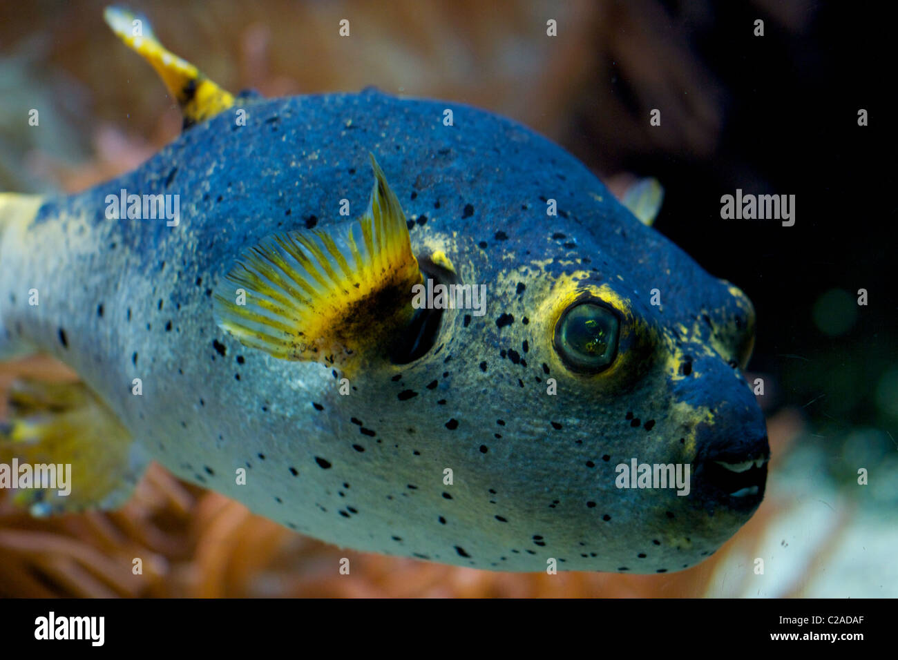 Poisson bleu de Fugu Banque D'Images