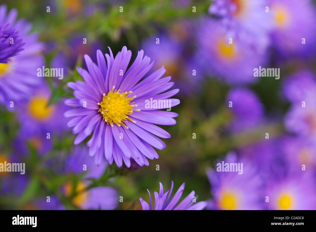 Bushy Aster (Aster dumosus 'Lady in Blue') Banque D'Images