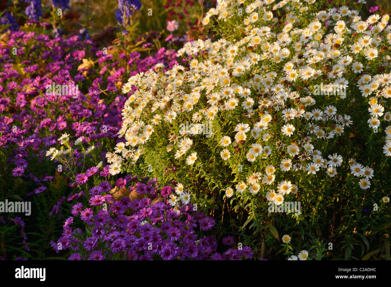 New England Aster (Aster novae-angliae 'herbstschnee') Banque D'Images