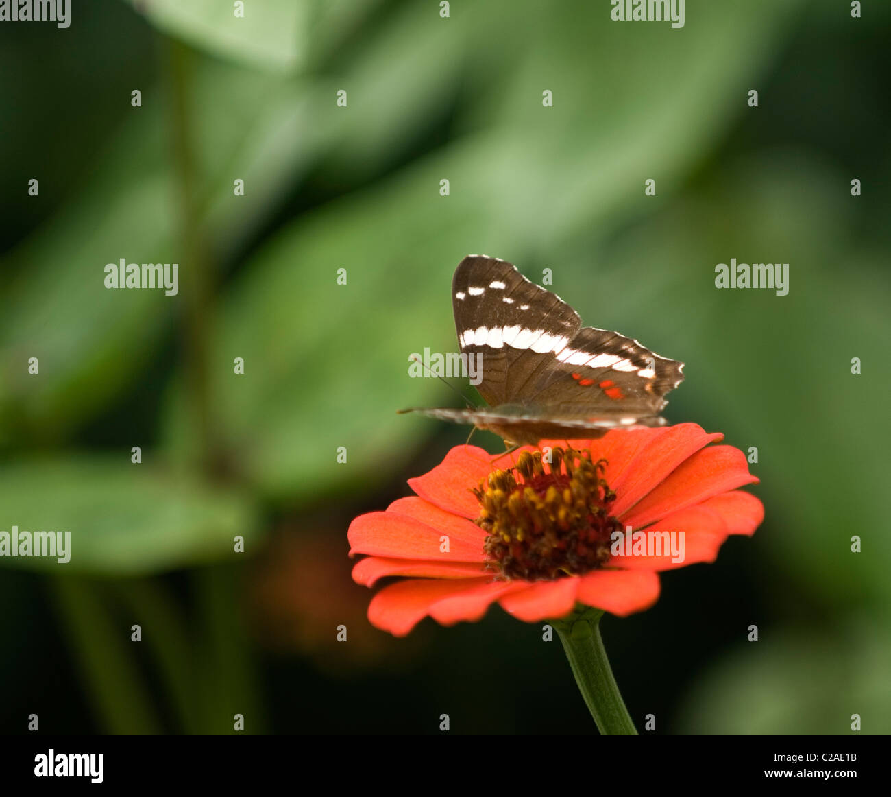 Papillon paon bagués dans le jardin du Costa Rica sur une fleur orange Banque D'Images