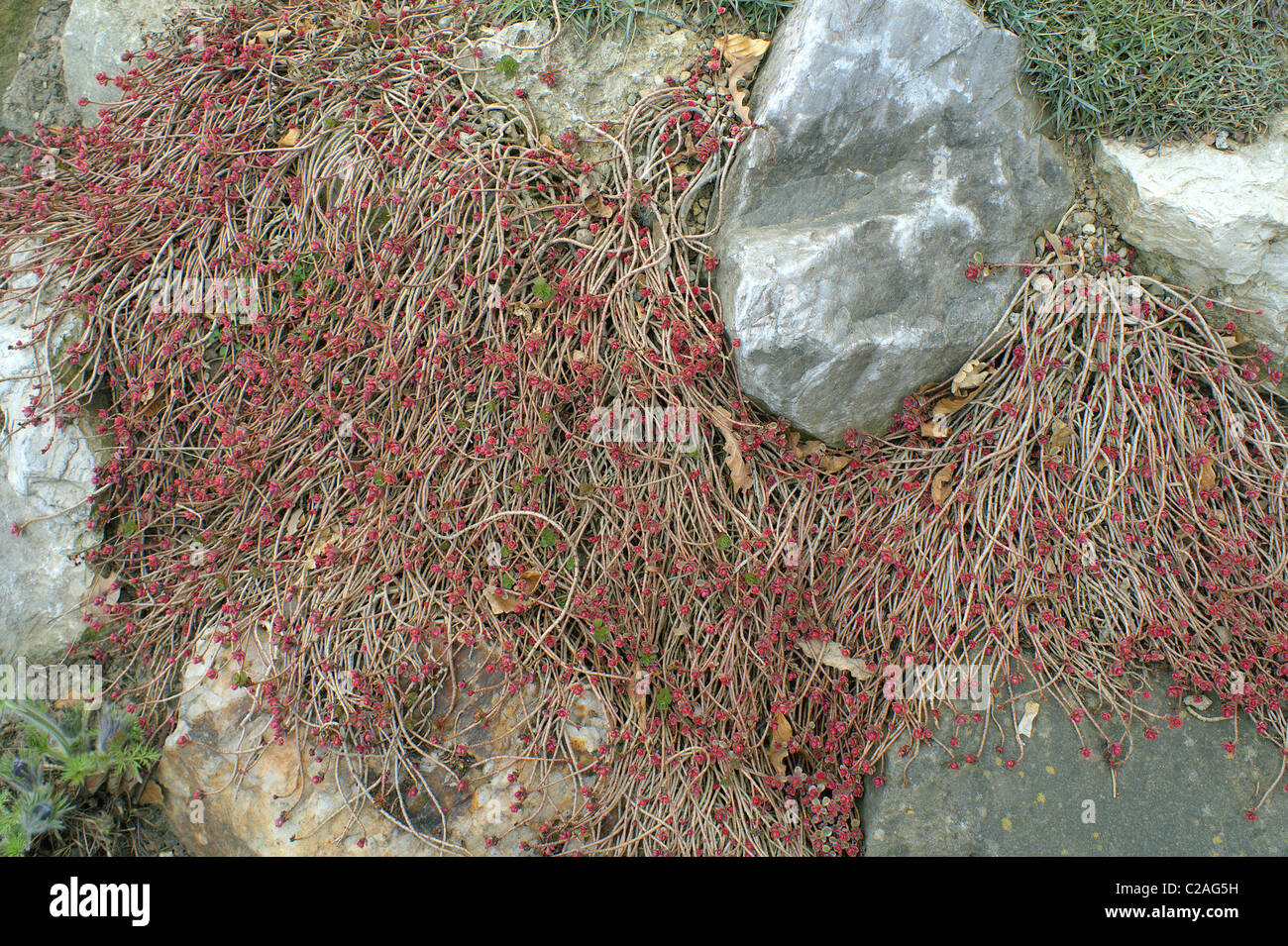 Caucasian stonecrop Sedum spurium tricolor Banque D'Images