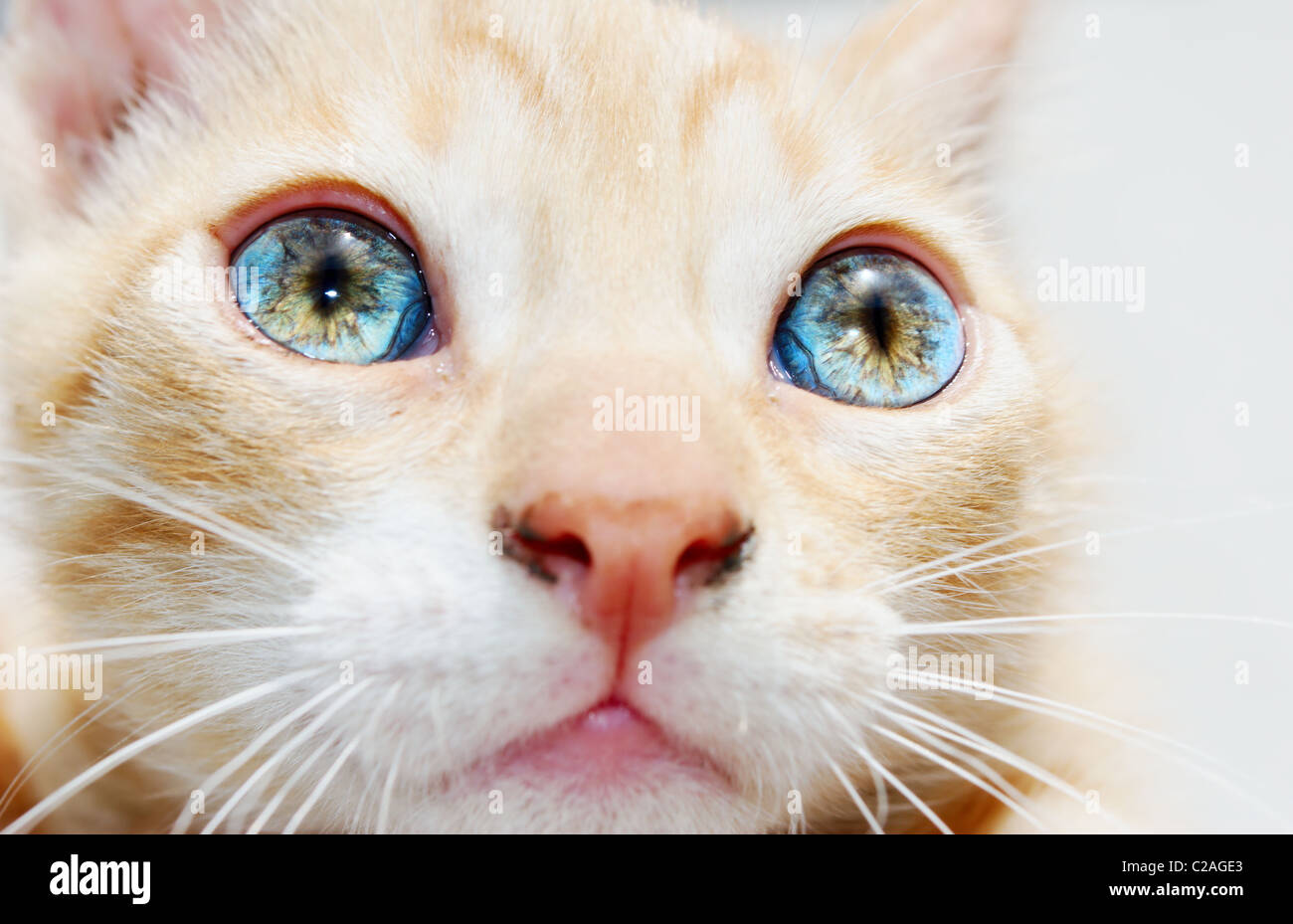 Détail de ginger kitten visage avec des yeux bleu vif (selective focus sur l'œil gauche) Banque D'Images