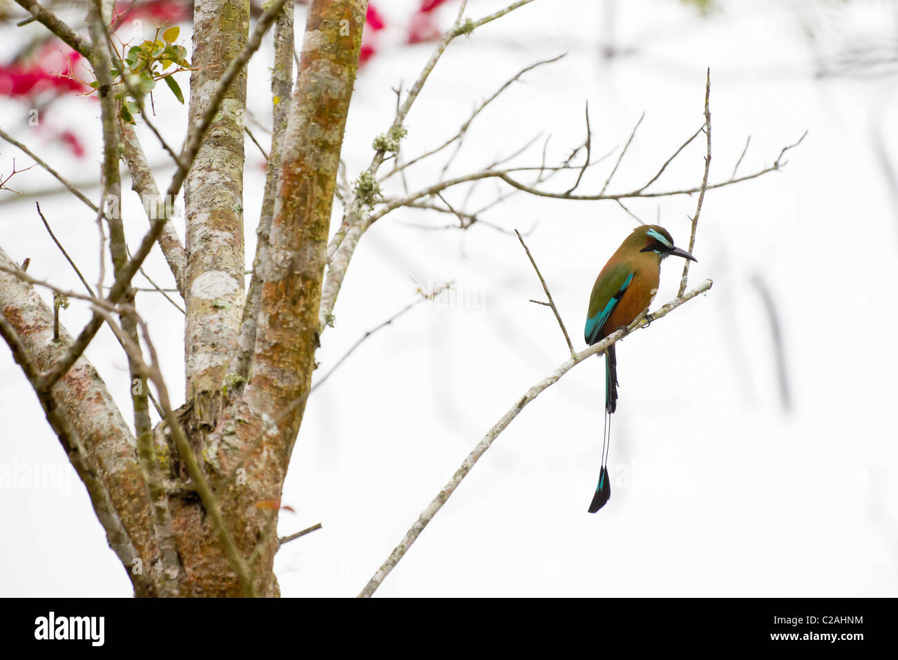 Turquoise-browed Houtouc (Eumomota superciliosa), péninsule du Yucatan, au Mexique. Banque D'Images