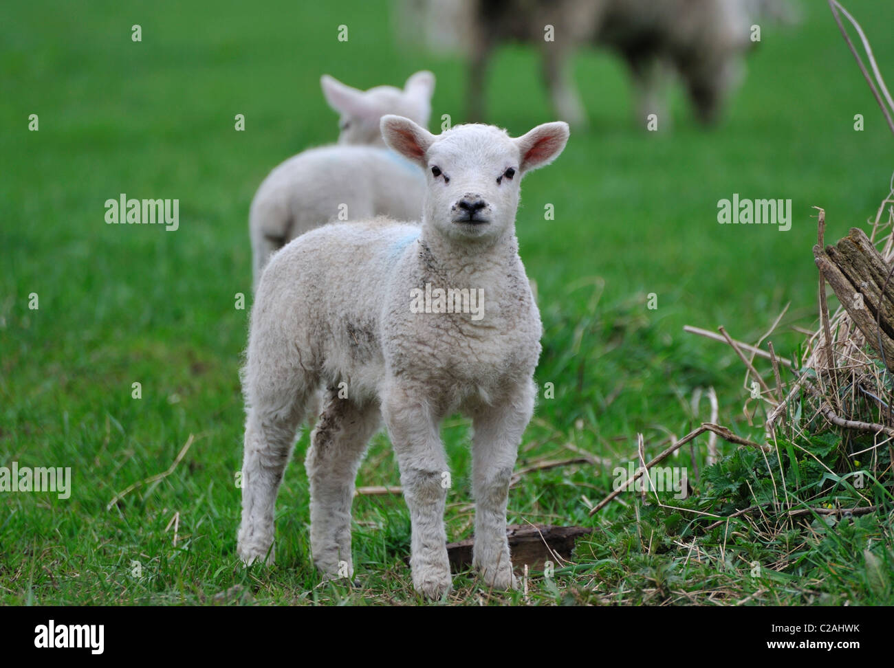 L'agneau de printemps Banque D'Images
