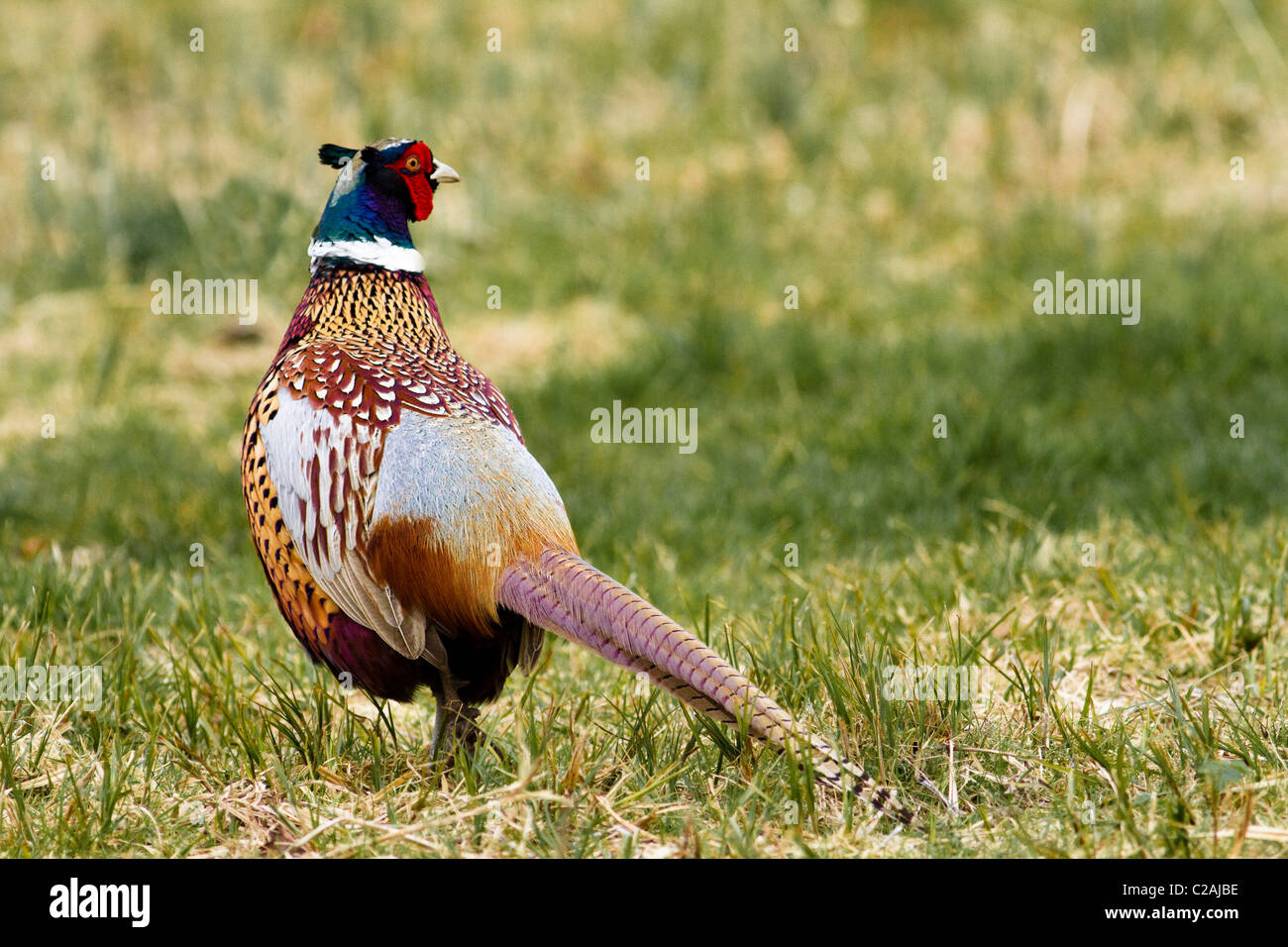 Le Faisan mâle sur l'herbe. Pris par derrière avec la tête tournée sur le côté Banque D'Images