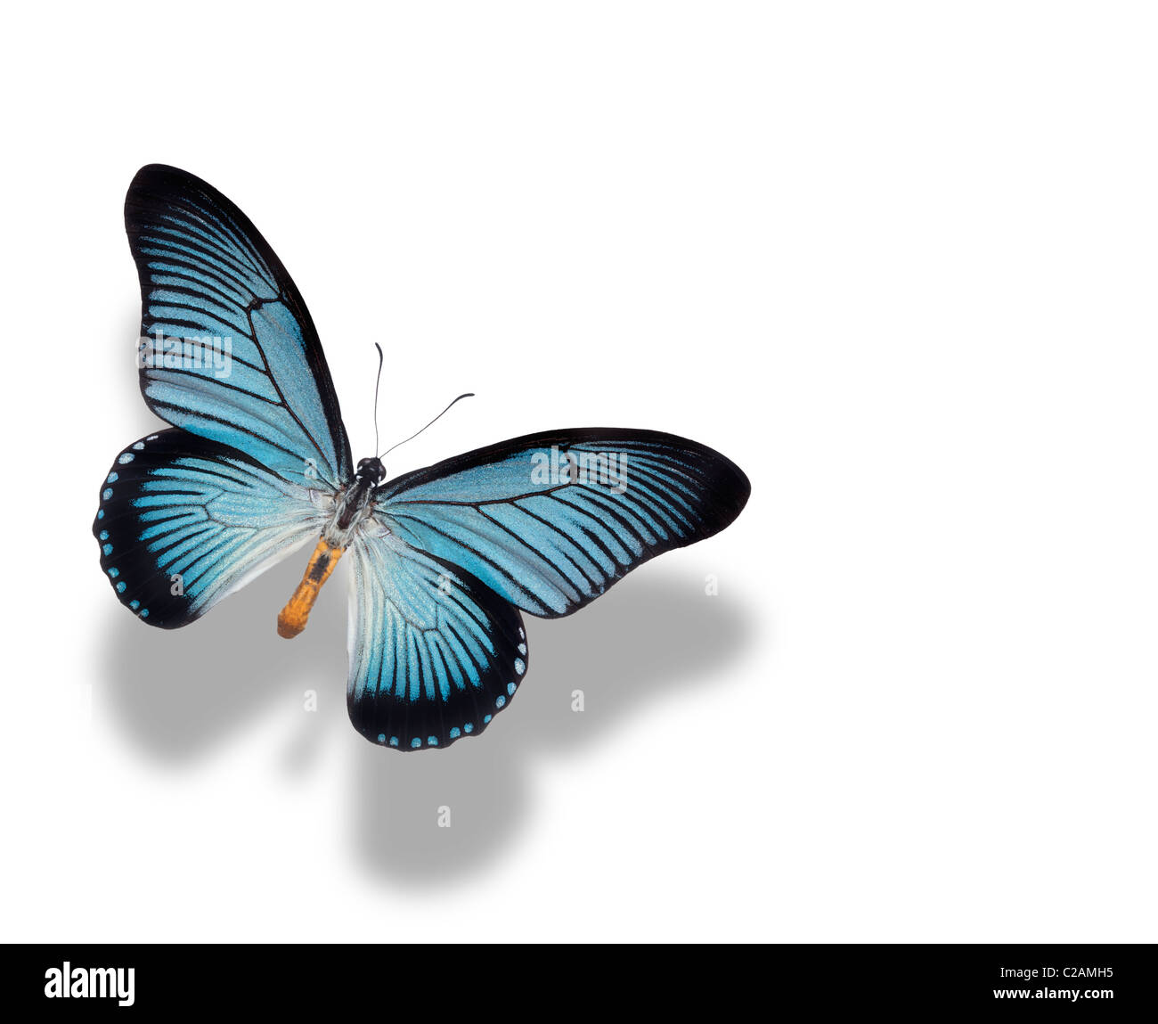 Swallowtail bleu géant avec ombre contre fond blanc Banque D'Images