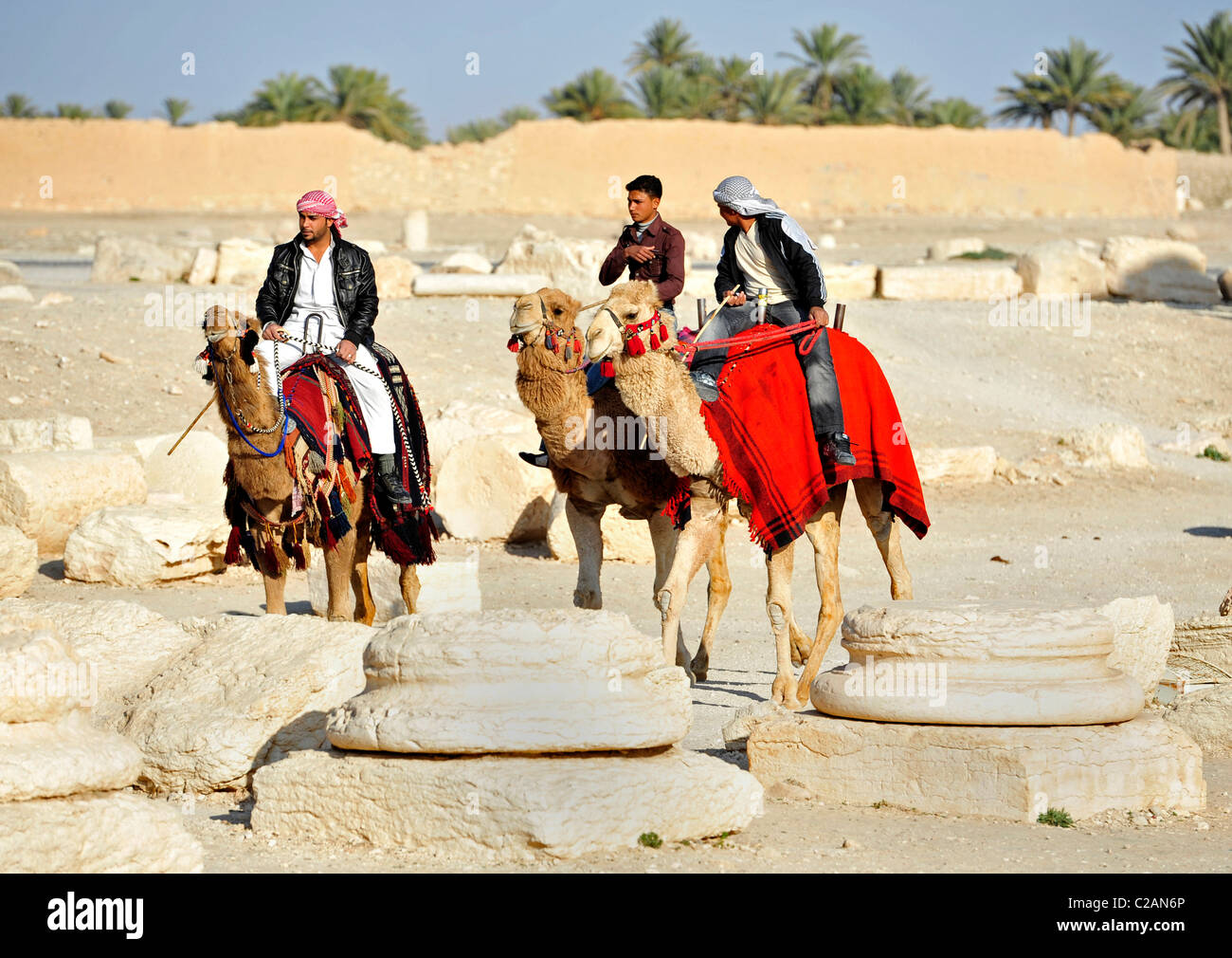 Trois hommes rides chameaux à Palmyra, Syrie le 4 mars 2011. Männer auf Kamelen an den Ruinen von Säulen, Palmyra, Syrie am 4. Mä Banque D'Images