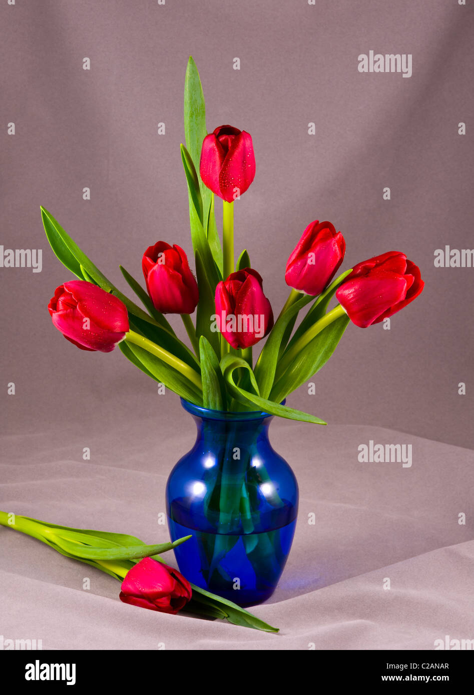 Tulipes rouges dans un vase bleu gouttes de rosée de l'eau brume composition fleurs arrangement still life table top set-up floral charmant cut out Banque D'Images