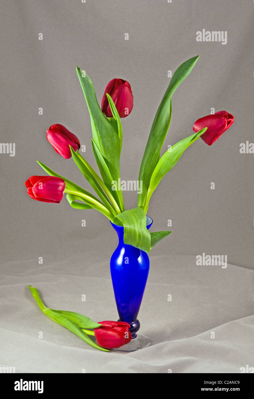 Tulipes rouges dans un vase bleu cinq gouttes de rosée sur les fleurs de l'eau brume arrangement composition still life table top set-up découper des fleurs Banque D'Images