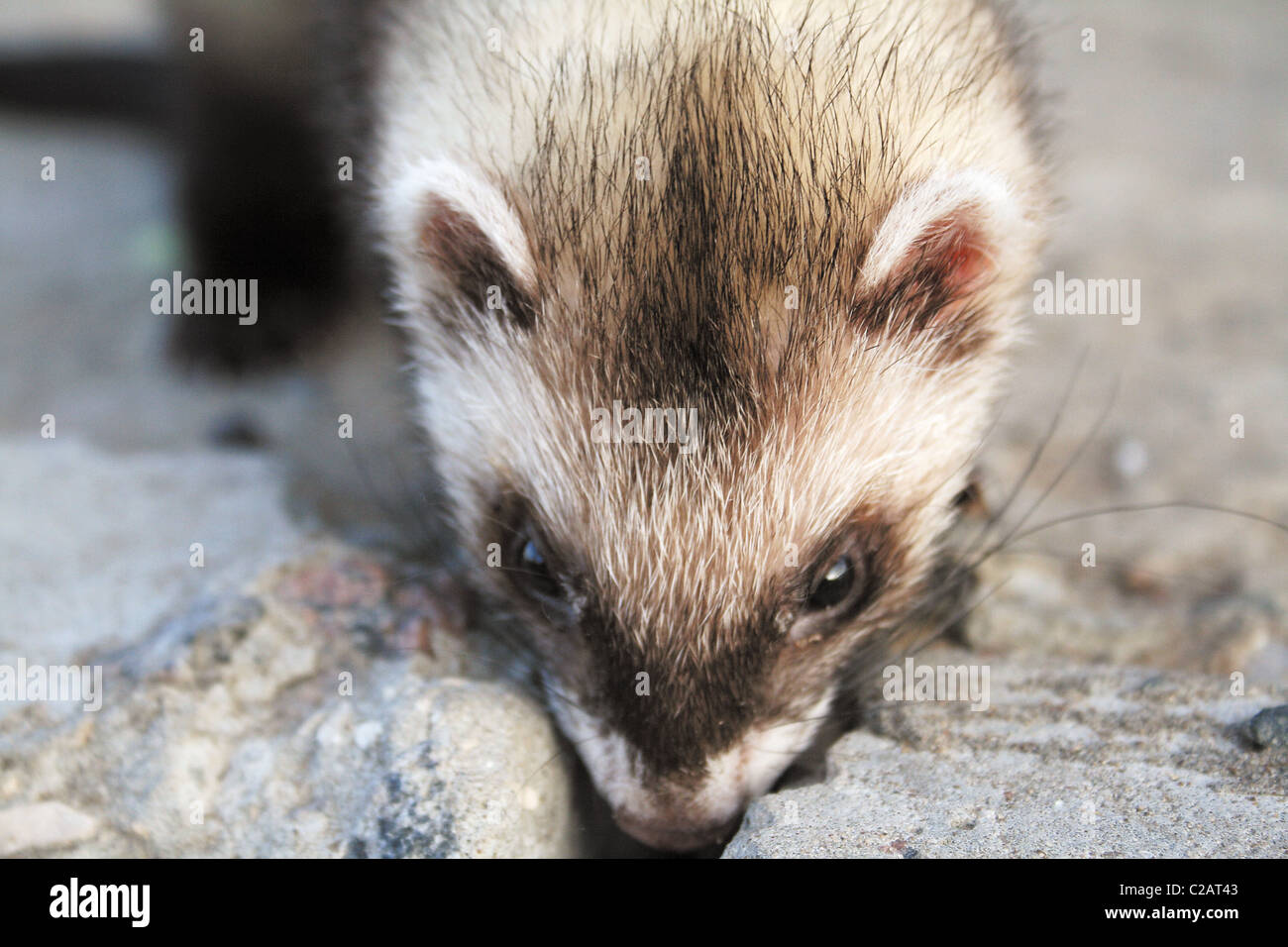 Furet, la fourrure du petit animal prédateur avec une laine noir et blanc stains Banque D'Images