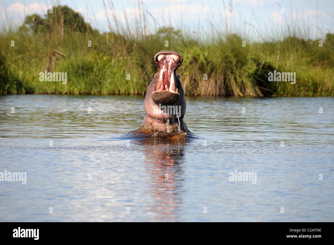 Hippo montrant ses dents Banque D'Images