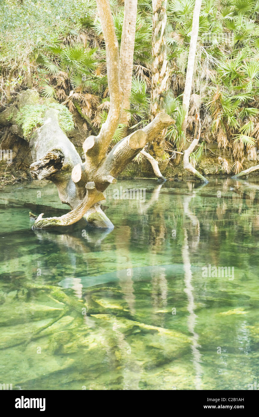 Manatee la natation dans Blue Spring State Park, Florida, USA Banque D'Images