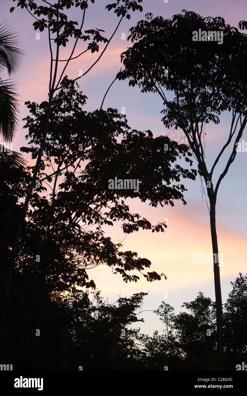 Silhouette d'arbres pendant le coucher du soleil Banque D'Images