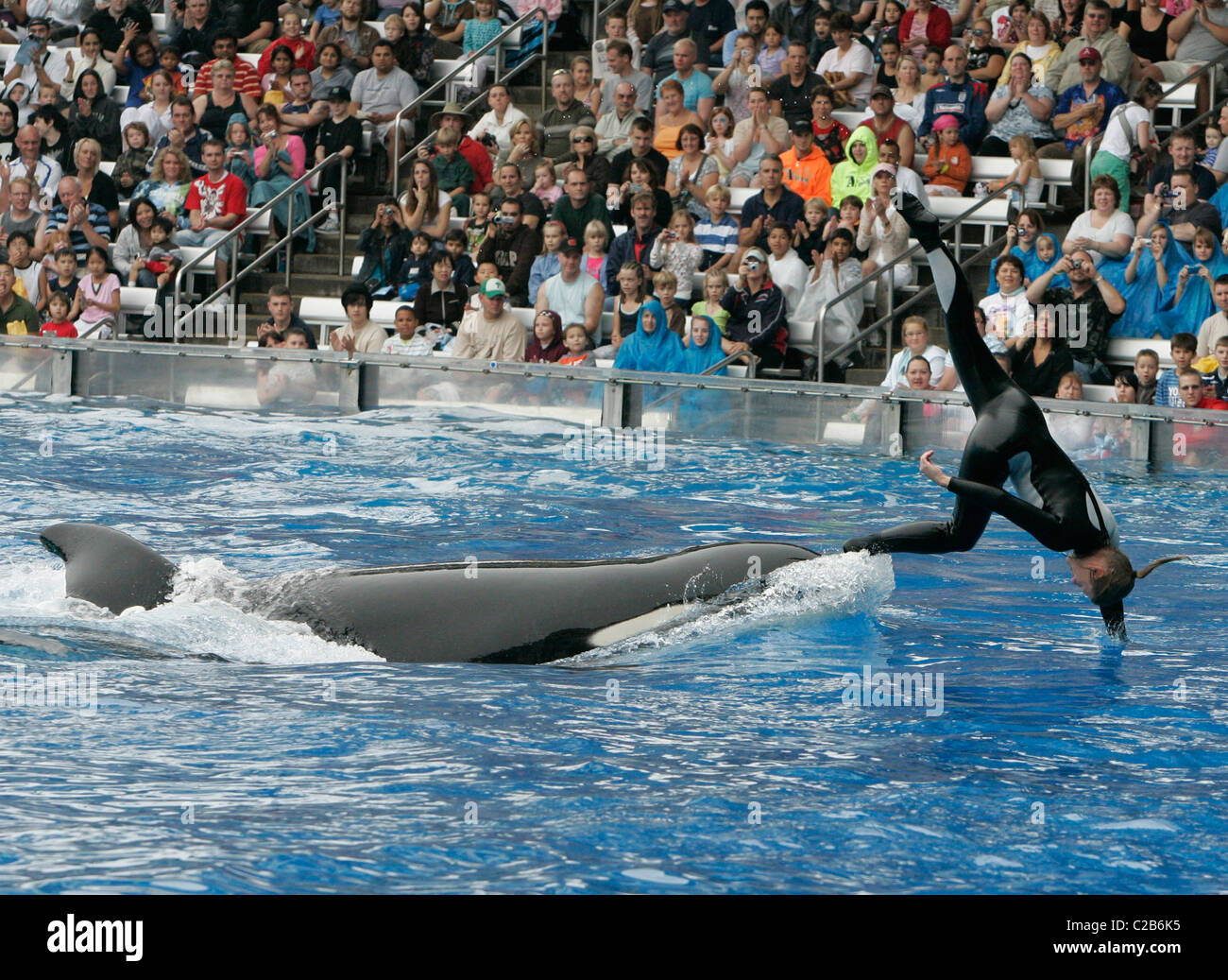 Dawn Brancheau et l'Épaulard effectuant astuces à Seaworld Orlando, Floride Floride - 04.11.04 Banque D'Images Dawn Brancheau et l'Épaulard effectuant astuces à Seaworld Orlando, Floride Floride - 04.11.04 Banque D'Images