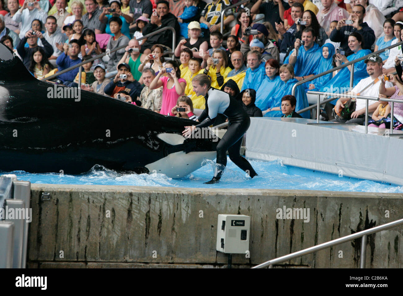Dawn Brancheau et l'Épaulard effectuant astuces à Seaworld Orlando, Floride Floride - 04.11.04 Banque D'Images Dawn Brancheau et l'Épaulard effectuant astuces à Seaworld Orlando, Floride Floride - 04.11.04 Banque D'Images