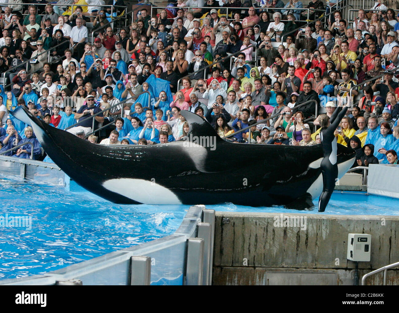 Dawn Brancheau et l'Épaulard effectuant astuces à Seaworld Orlando, Floride Floride - 04.11.04 Banque D'Images Dawn Brancheau et l'Épaulard effectuant astuces à Seaworld Orlando, Floride Floride - 04.11.04 Banque D'Images