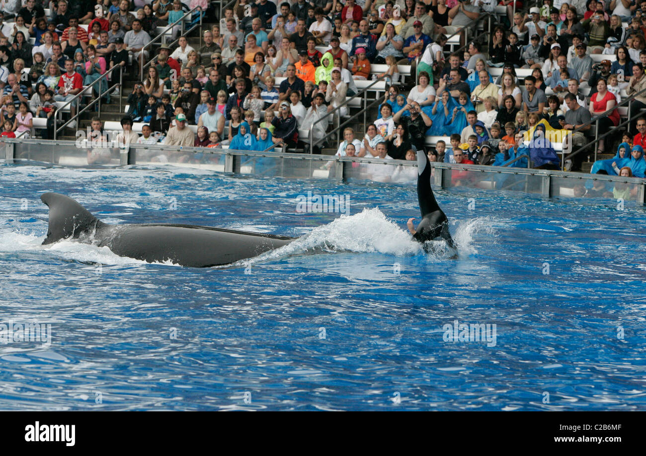 Dawn Brancheau et l'Épaulard effectuant astuces à Seaworld Orlando, Floride Floride - 04.11.04 Banque D'Images Dawn Brancheau et l'Épaulard effectuant astuces à Seaworld Orlando, Floride Floride - 04.11.04 Banque D'Images