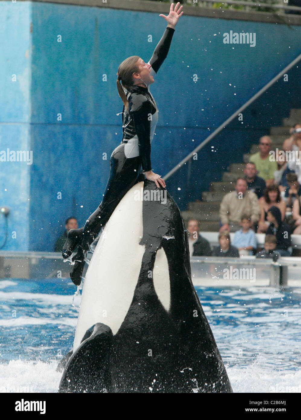Dawn Brancheau et l'Épaulard effectuant astuces à Seaworld Orlando, Floride Floride - 04.11.04 Banque D'Images Dawn Brancheau et l'Épaulard effectuant astuces à Seaworld Orlando, Floride Floride - 04.11.04 Banque D'Images