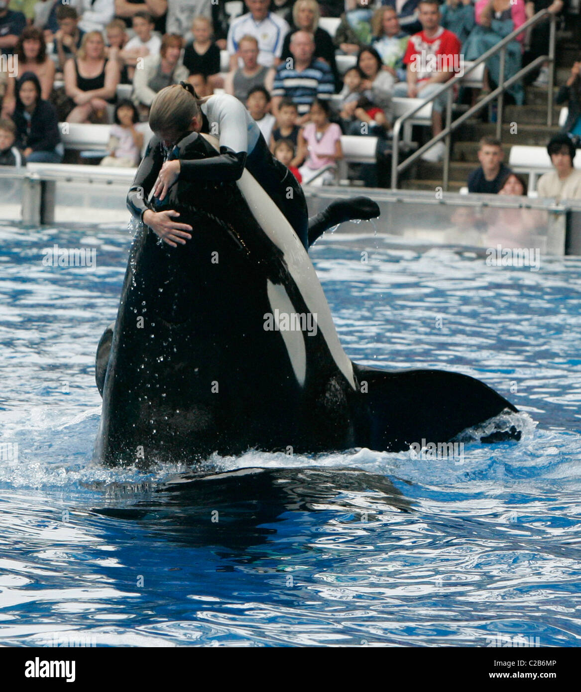 Dawn Brancheau et l'Épaulard effectuant astuces à Seaworld Orlando, Floride Floride - 04.11.04 Banque D'Images Dawn Brancheau et l'Épaulard effectuant astuces à Seaworld Orlando, Floride Floride - 04.11.04 Banque D'Images