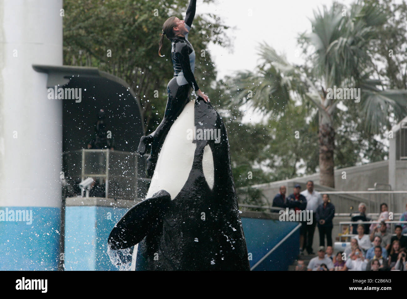 Dawn Brancheau et l'Épaulard effectuant astuces à Seaworld Orlando, Floride Floride - 04.11.04 Banque D'Images Dawn Brancheau et l'Épaulard effectuant astuces à Seaworld Orlando, Floride Floride - 04.11.04 Banque D'Images