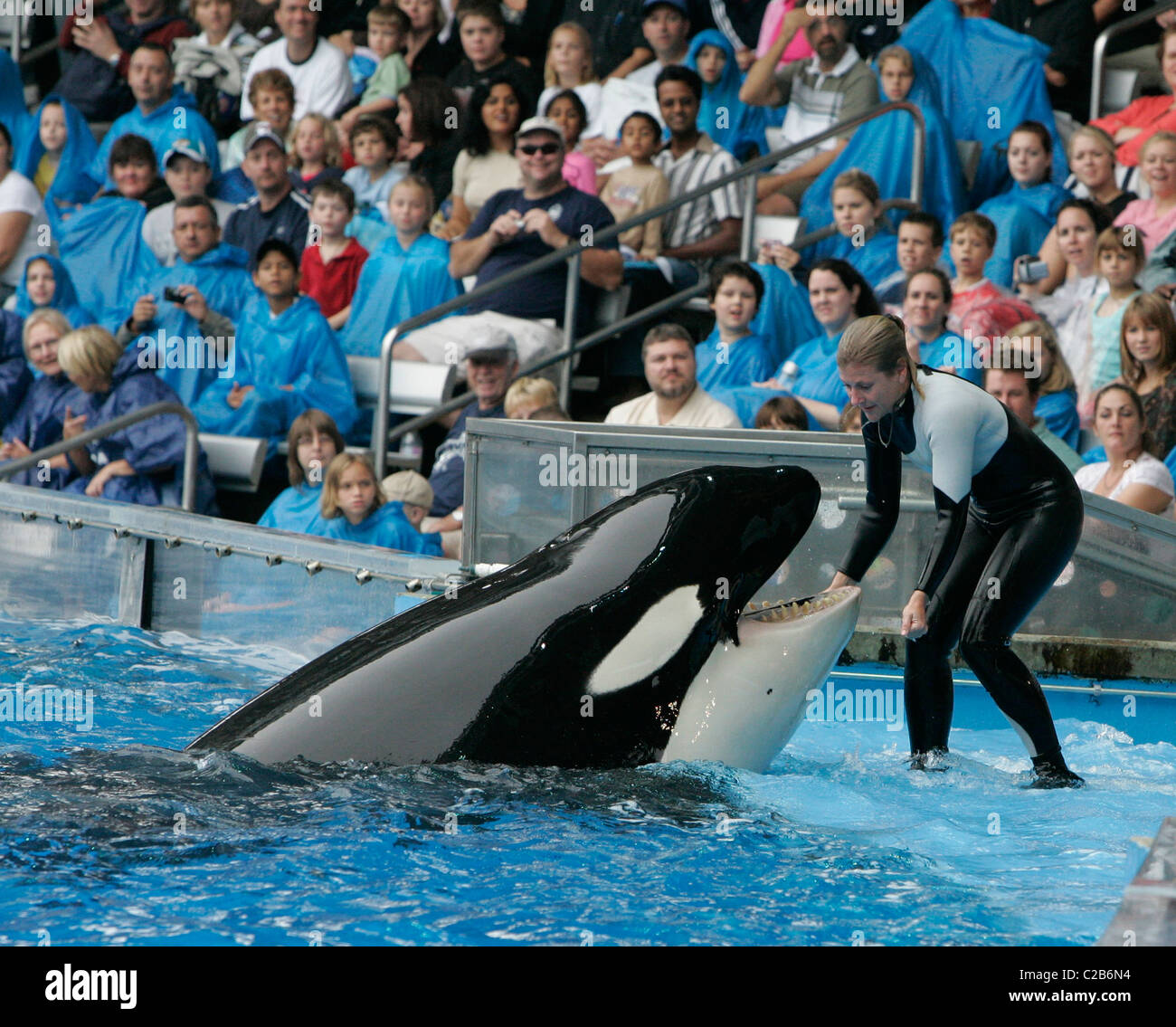 Dawn Brancheau et l'Épaulard effectuant astuces à Seaworld Orlando, Floride Floride - 04.11.04 Banque D'Images Dawn Brancheau et l'Épaulard effectuant astuces à Seaworld Orlando, Floride Floride - 04.11.04 Banque D'Images