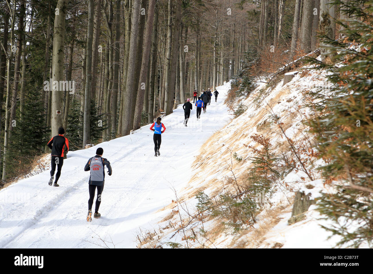 Le sentier d'hiver la concurrence. Szczyrk, montagnes des Beskides, en Pologne. Banque D'Images